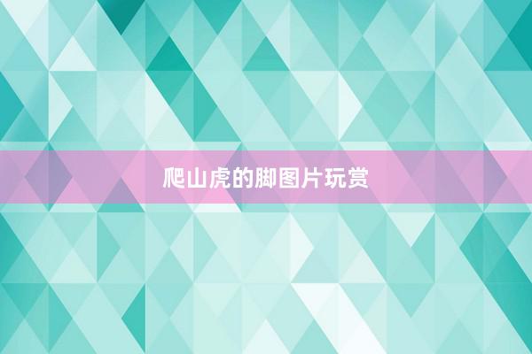 爬山虎的脚图片玩赏